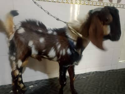 white kamori and black desi