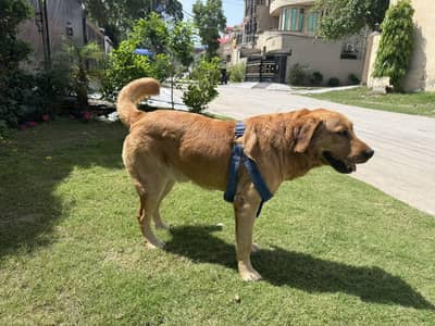 Labrador Golden retriever available Dog