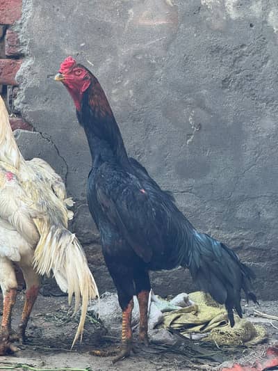 Black shamo | Shamo Aseel | German Shamo | High Quality Hen For Sale