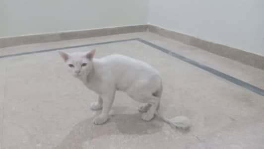 I want too sale my cat