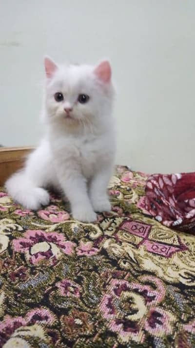 Persian Cat for sale My WhatsApp number 03358145094 for sale