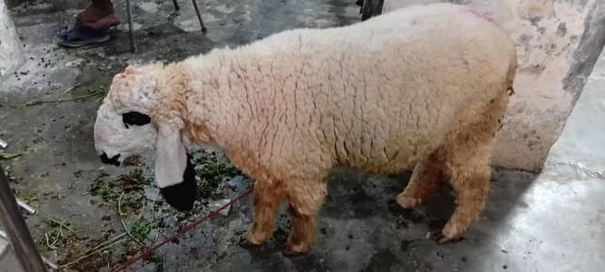 Ghr k paly pure Desi Chatry For Sale