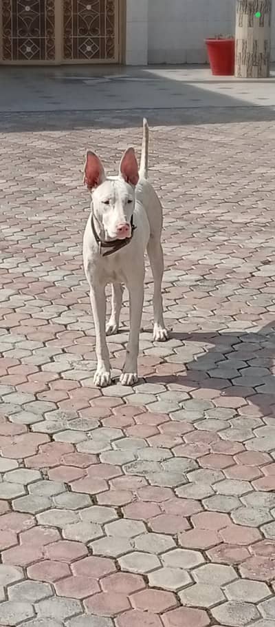 Gultair pure red nose bully