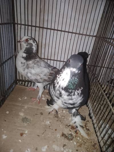 quality pigeon sale phone num 03312022038