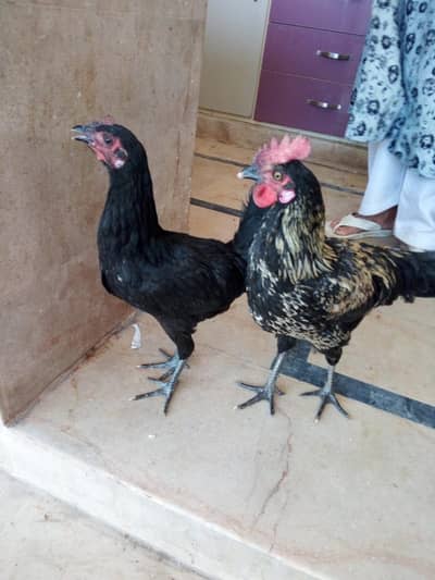 Desi Murga murgi jori