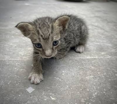 Looking for new home