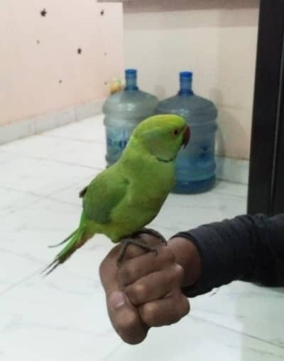  Beautiful Hand Tame Tota For Sale  اسلام علیکم،