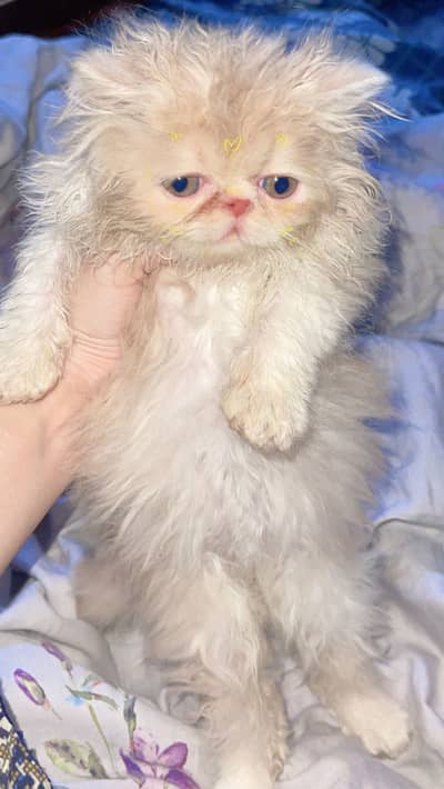 peki face kitten for sale