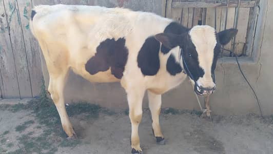 Intermisio pioson imported 5 10 dinMonths age