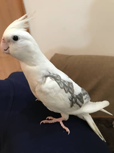 Cream color cockatiel for urgent sale