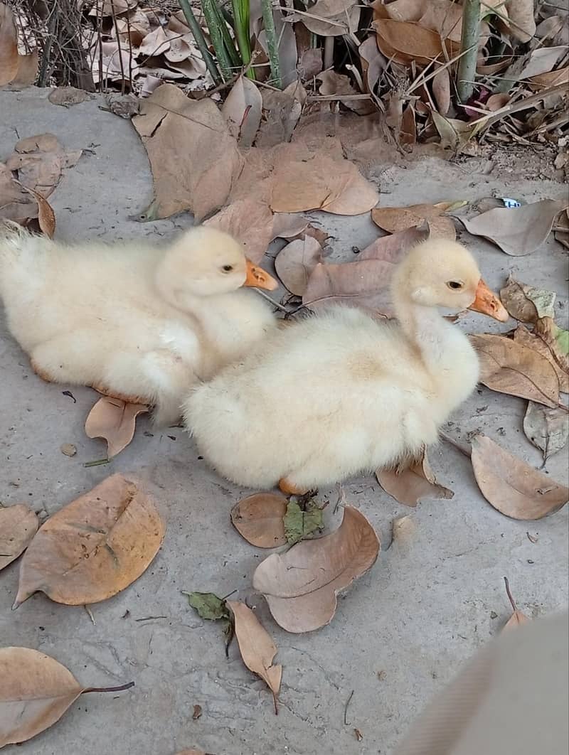 Ducklings 0