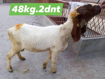 pure dasi chatry jore