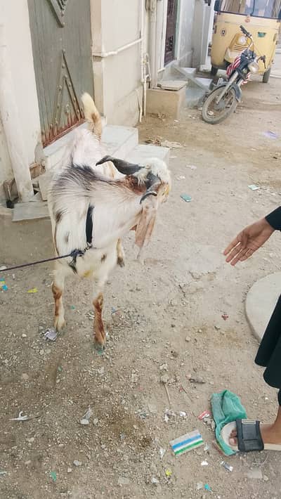 Bakra for Eid sale