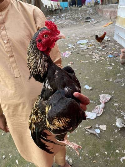 top quality aseel murga churus nali