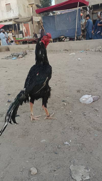 Shamo lasani Morga for sail