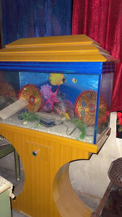 fish aquariums