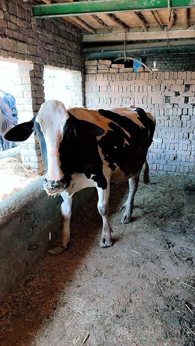 دودھ والی ولایتی نسل گانے فار سیل