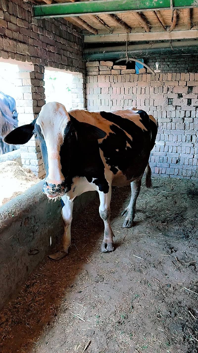 دودھ والی ولایتی نسل گانے فار سیل 0