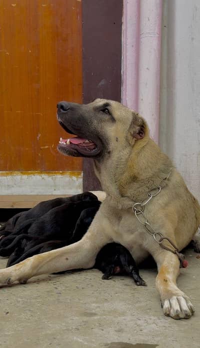 Turkish Kangal 03234696626