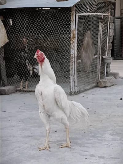 High Quality mianwali Boska breeder Pair