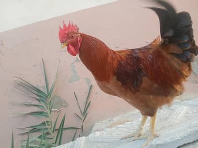 new young male murgha