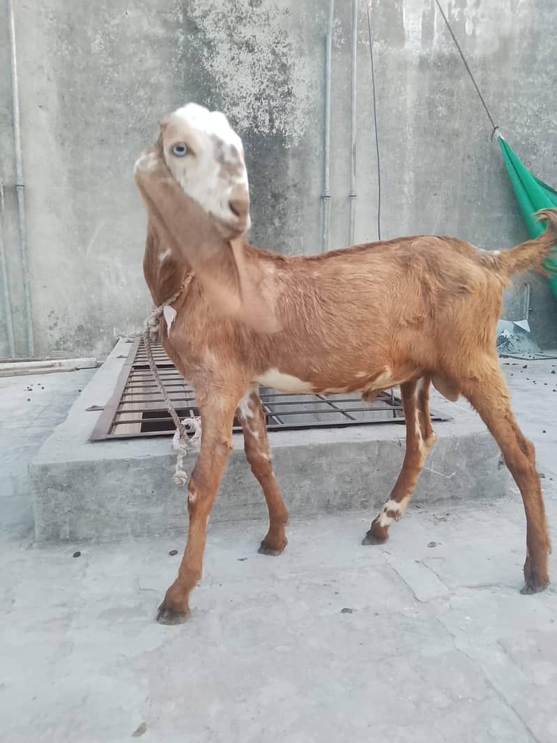 پیور مکھی چینی چار منتھ کے بچے ہیں 0