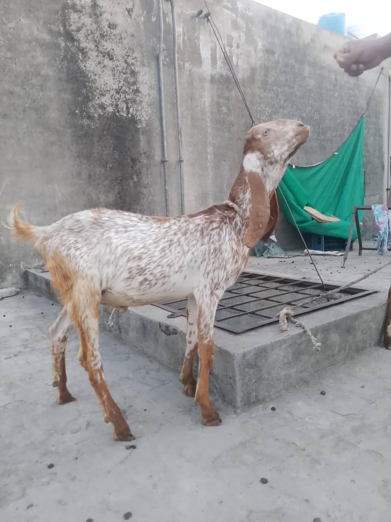 پیور مکھی چینی چار منتھ کے بچے ہیں 1