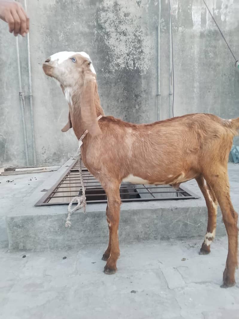 پیور مکھی چینی چار منتھ کے بچے ہیں 2