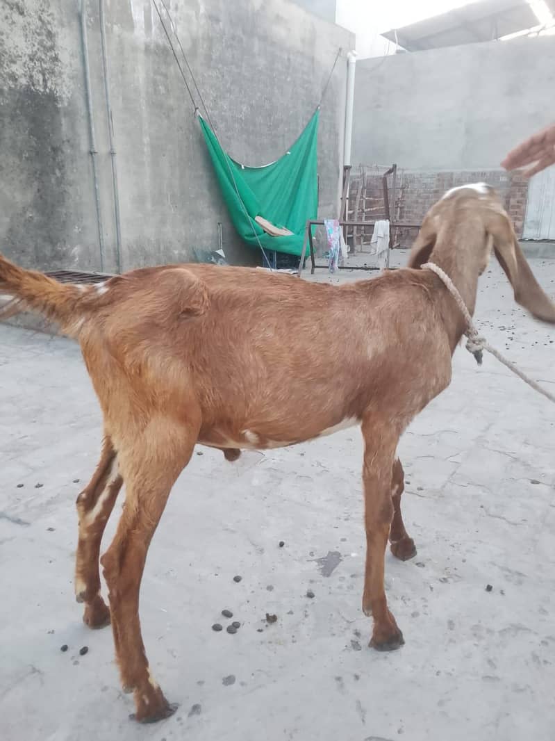 پیور مکھی چینی چار منتھ کے بچے ہیں 4