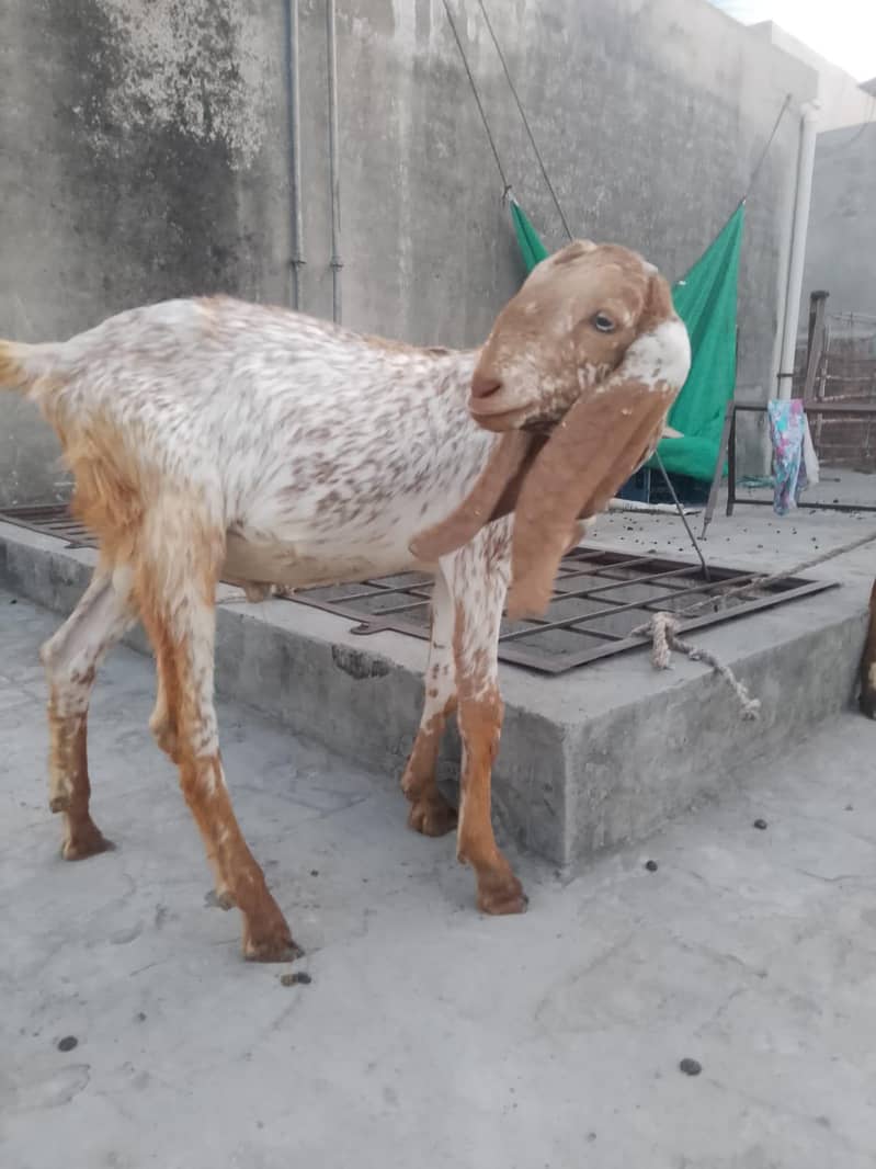 پیور مکھی چینی چار منتھ کے بچے ہیں 5