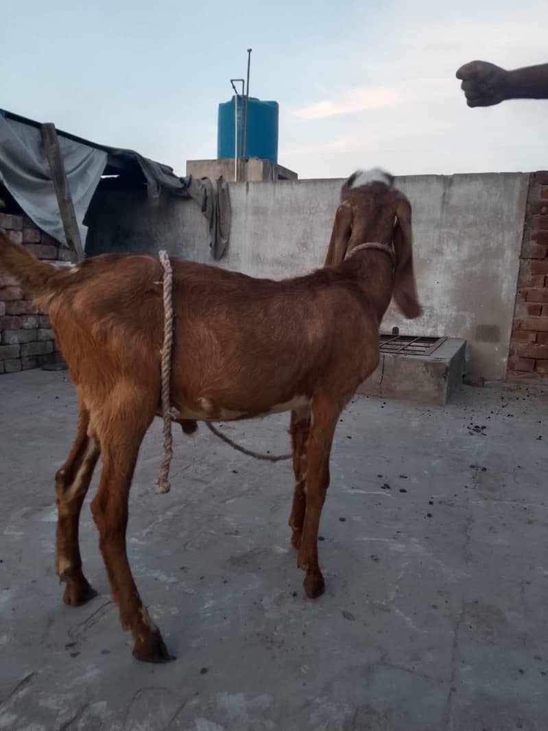 پیور مکھی چینی چار منتھ کے بچے ہیں 7