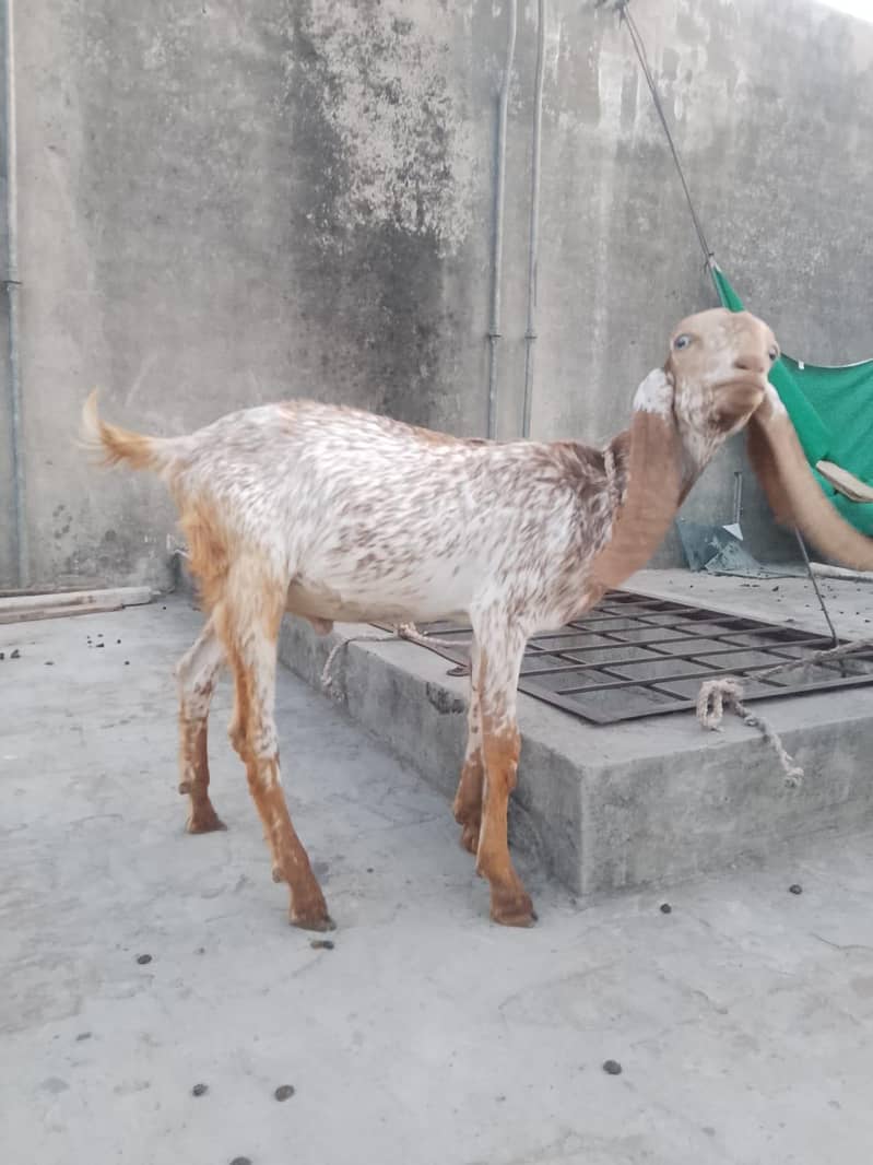 پیور مکھی چینی چار منتھ کے بچے ہیں 8