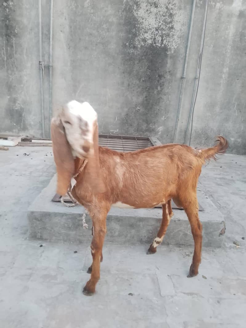 پیور مکھی چینی چار منتھ کے بچے ہیں 9