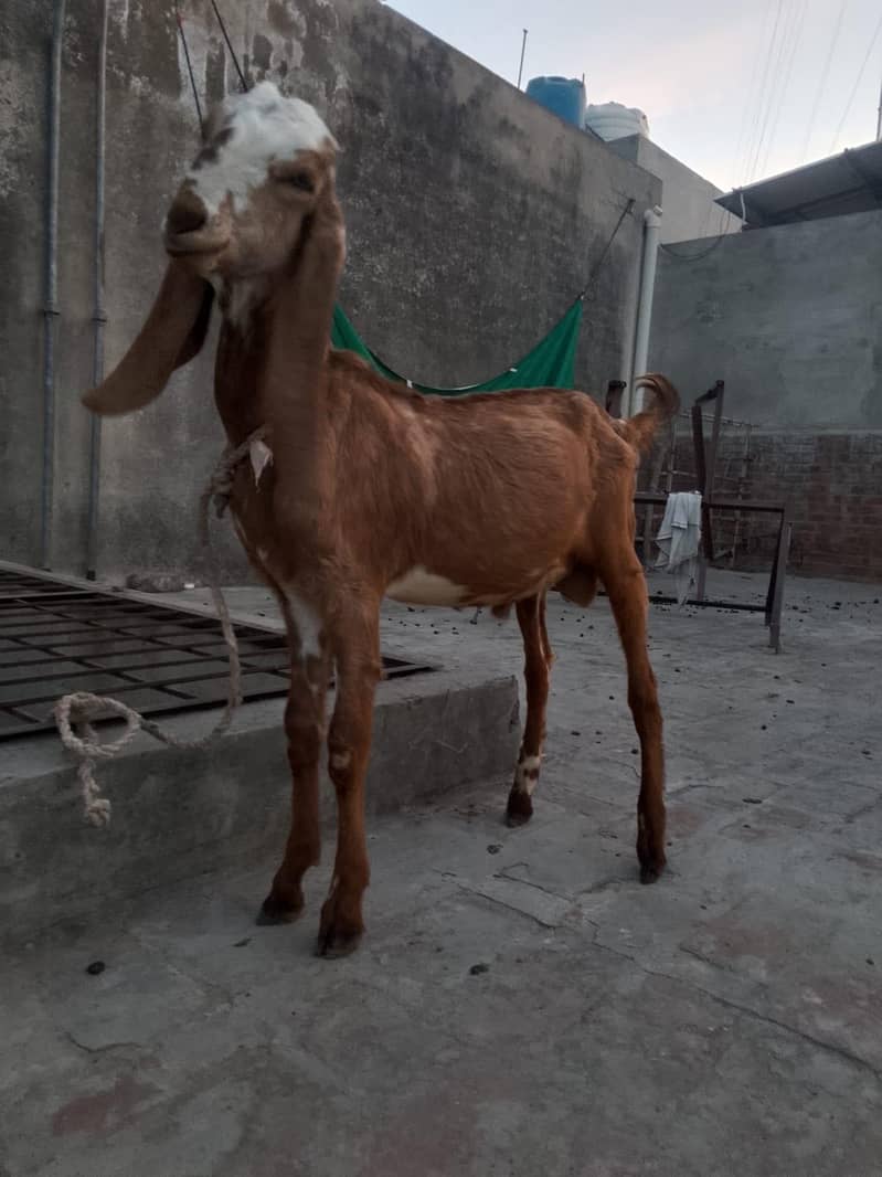 پیور مکھی چینی چار منتھ کے بچے ہیں 10