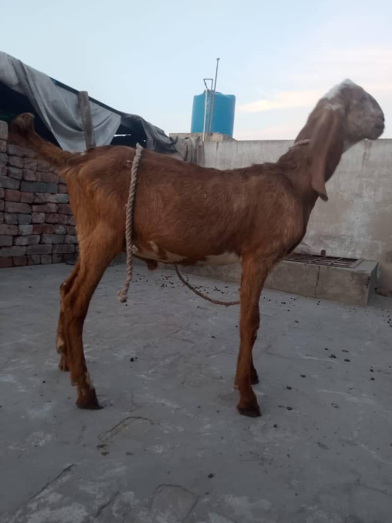 پیور مکھی چینی چار منتھ کے بچے ہیں 11