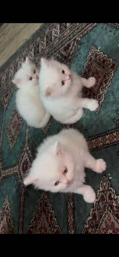 Adorable kittens for Sale