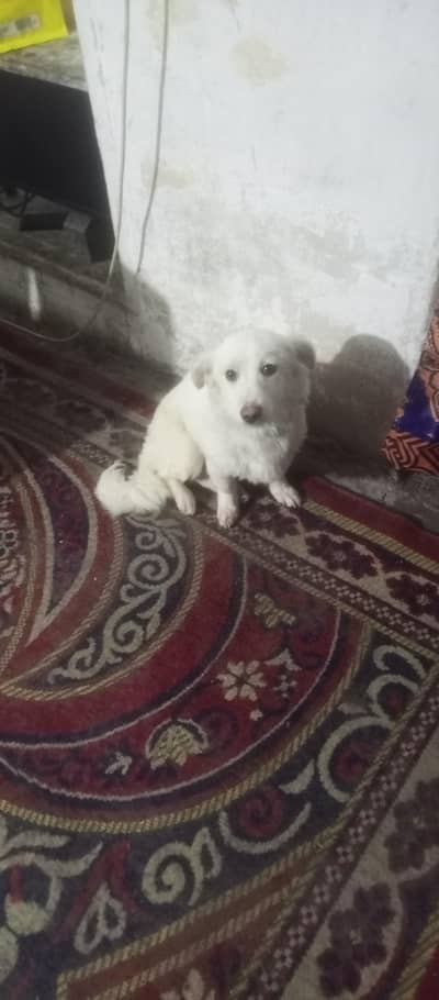 dog fimal sell ya xcheng Karni he