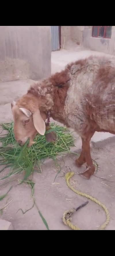 (فروخت کے لیے صحت مند بھیڑ  (15 ماہ کا