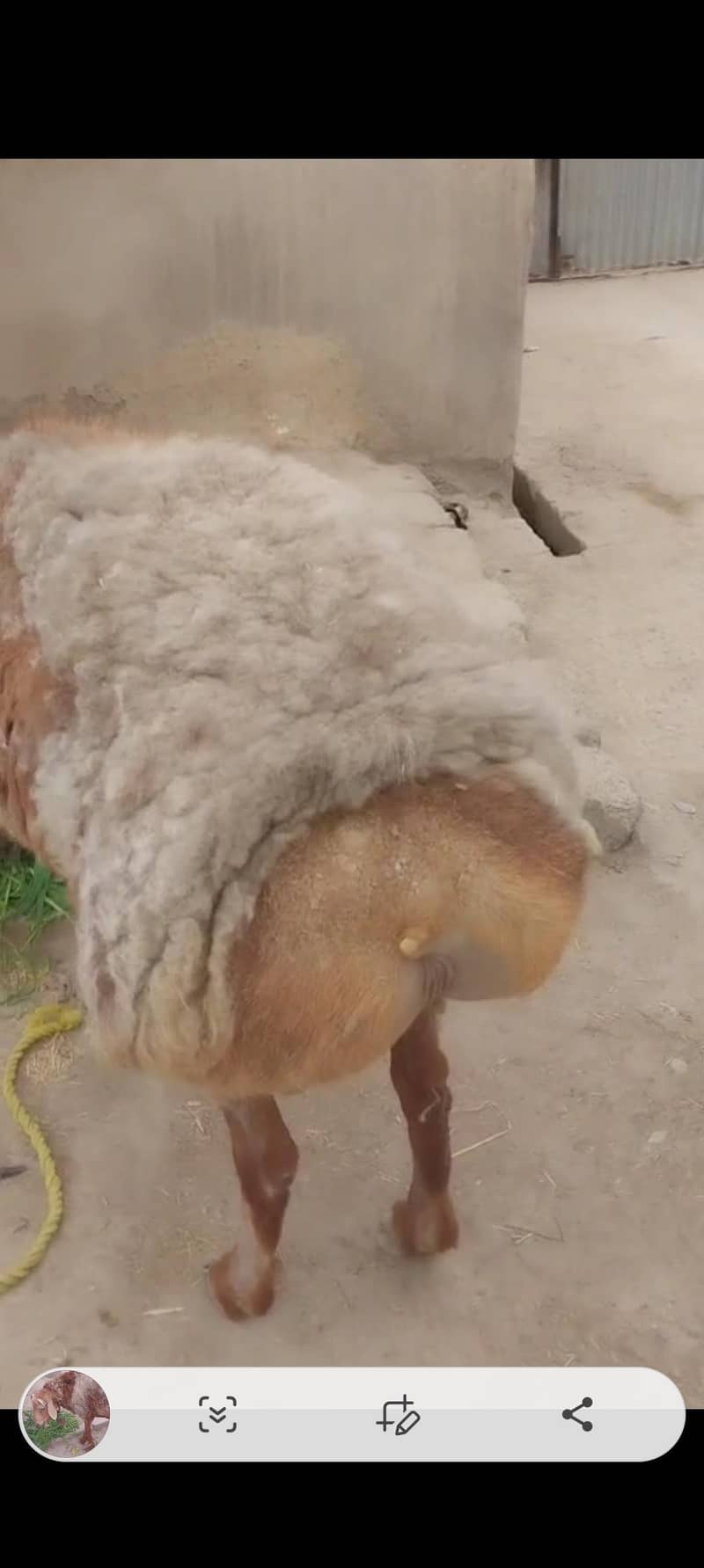 (فروخت کے لیے صحت مند بھیڑ  (15 ماہ کا 2