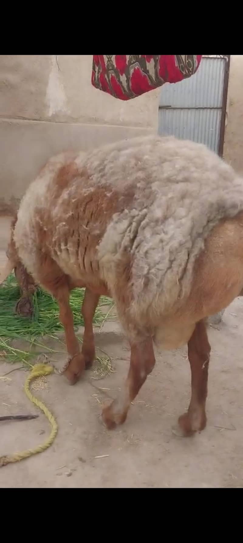 (فروخت کے لیے صحت مند بھیڑ  (15 ماہ کا 3