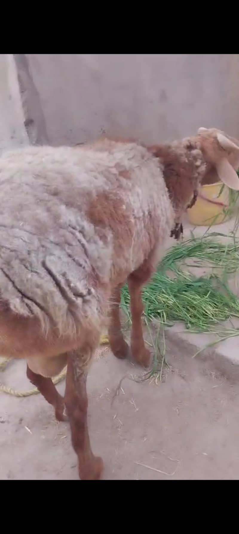 (فروخت کے لیے صحت مند بھیڑ  (15 ماہ کا 4