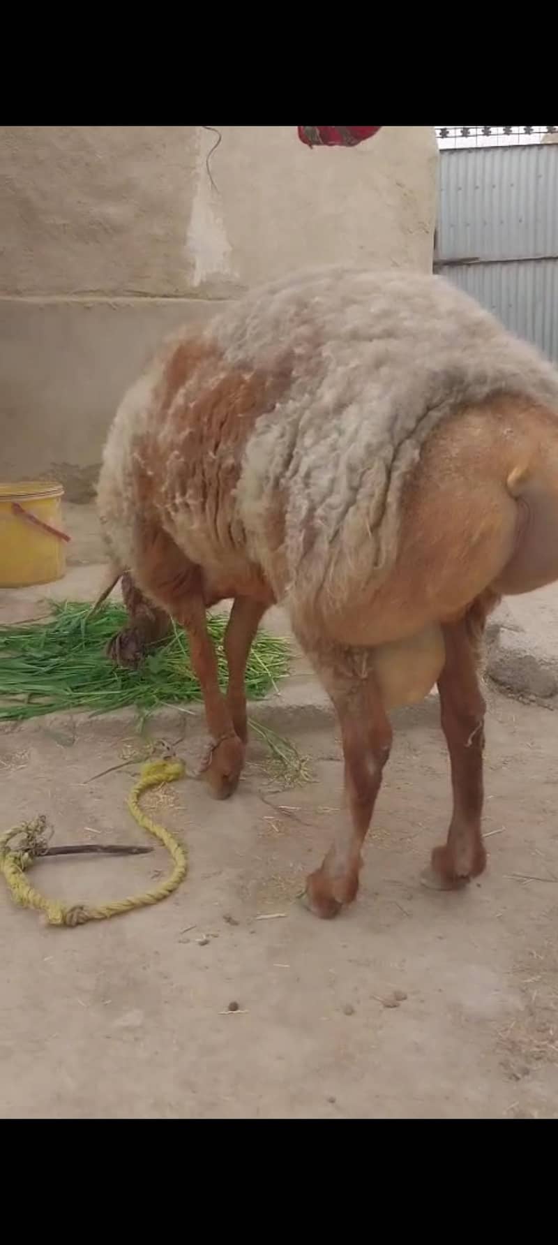 (فروخت کے لیے صحت مند بھیڑ  (15 ماہ کا 5