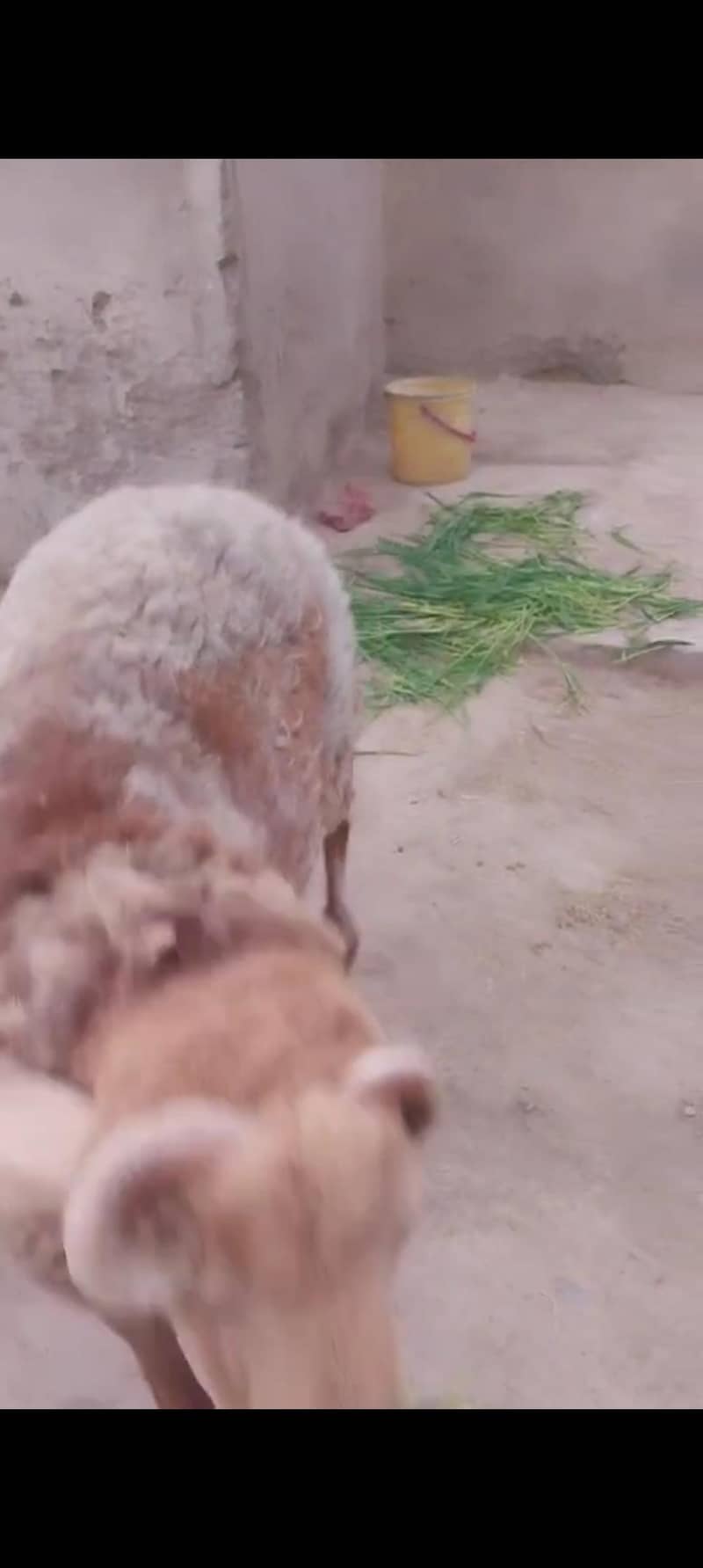 (فروخت کے لیے صحت مند بھیڑ  (15 ماہ کا 6