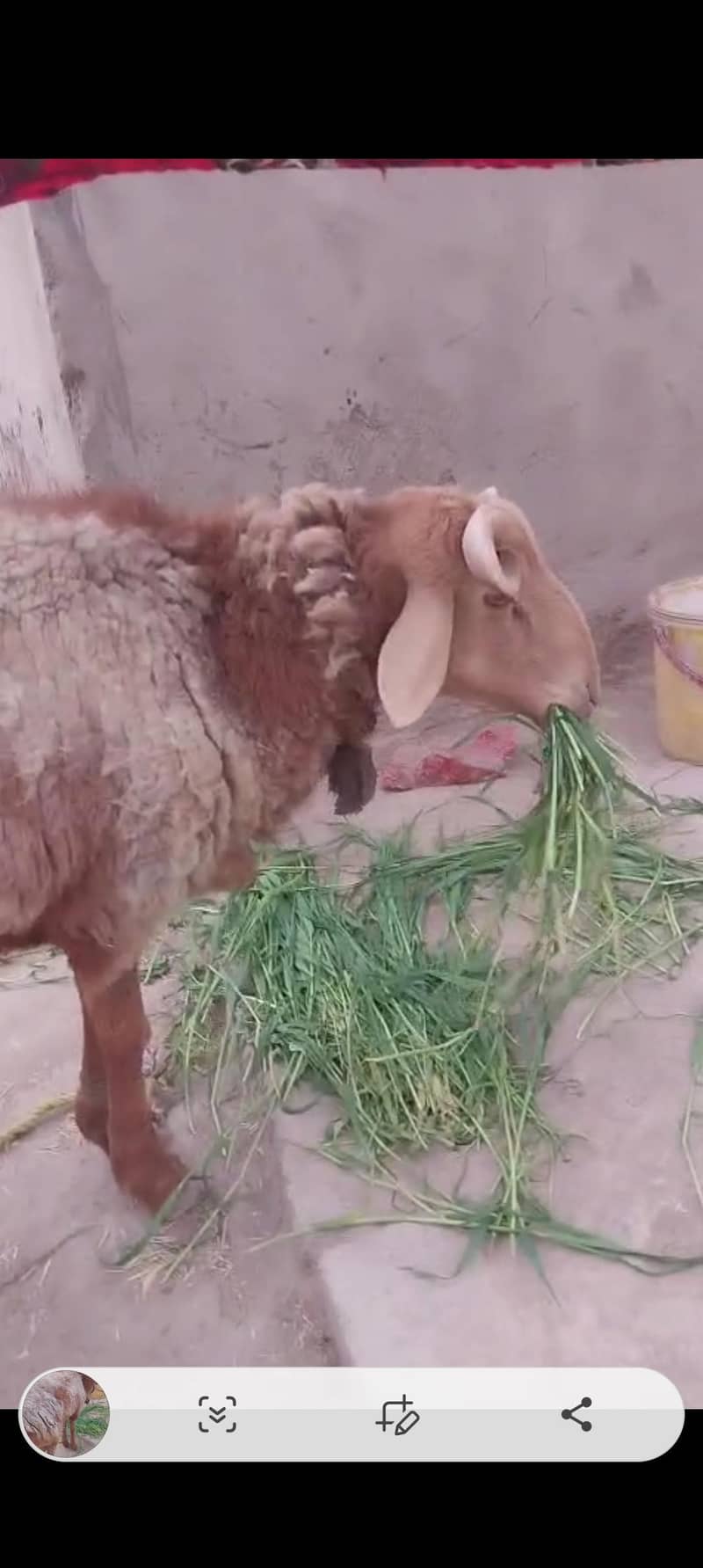 (فروخت کے لیے صحت مند بھیڑ  (15 ماہ کا 7