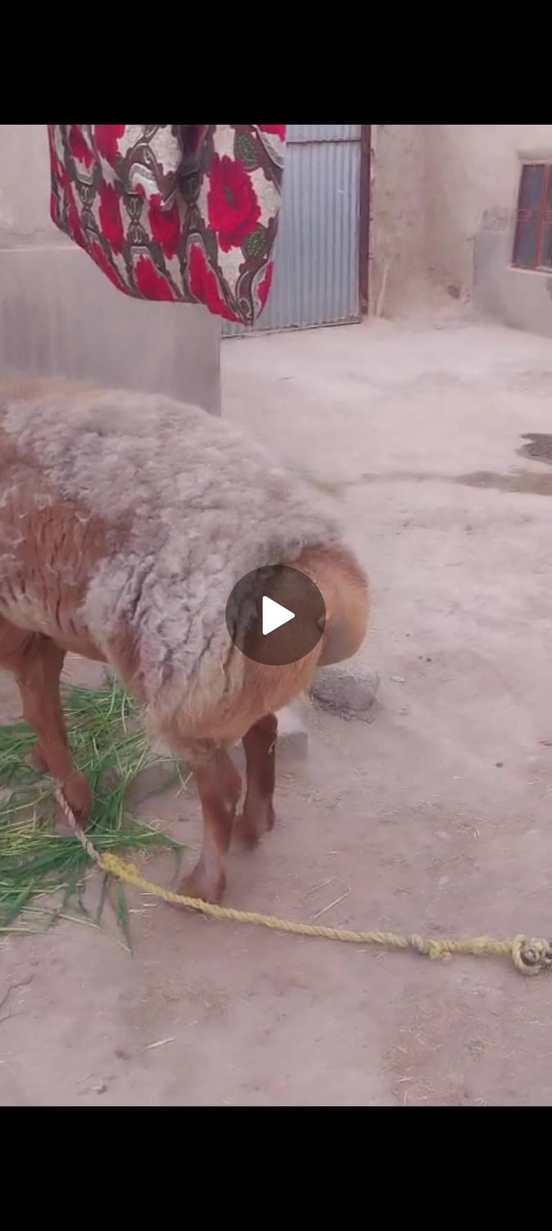 (فروخت کے لیے صحت مند بھیڑ  (15 ماہ کا 8