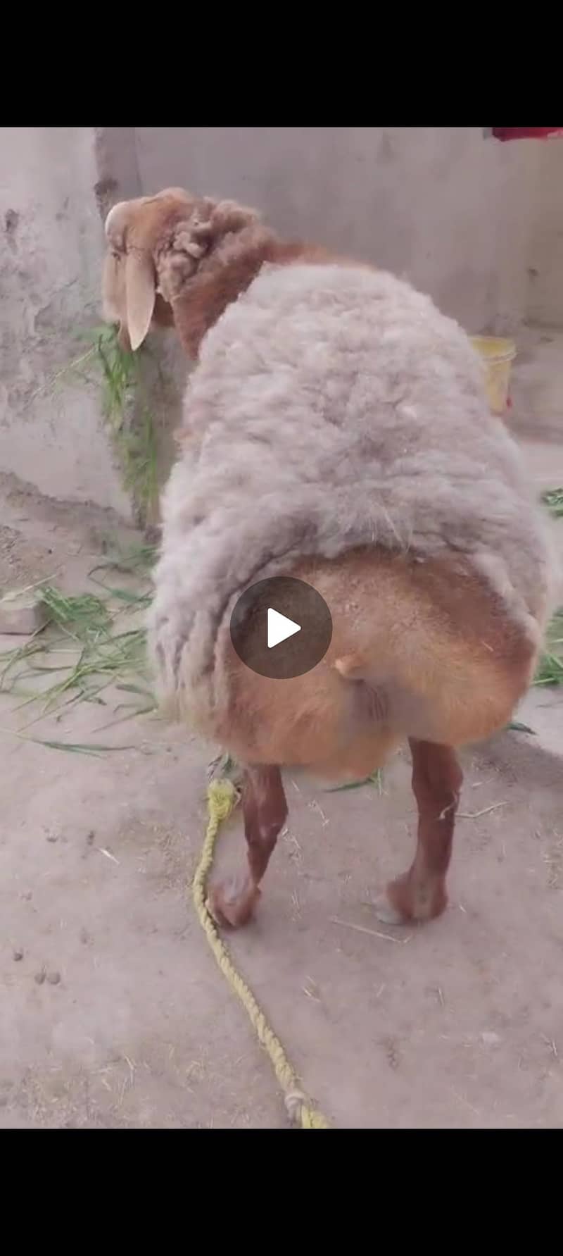 (فروخت کے لیے صحت مند بھیڑ  (15 ماہ کا 9