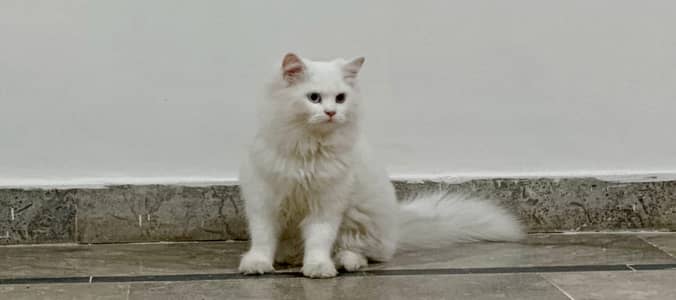 Persian cat and rare eyes blue and yellow 