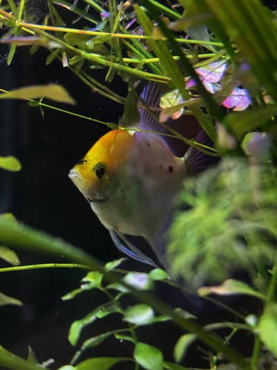 Fish for sale. Angelfish, Samurai betta, Gourami, German blue Ram Pair