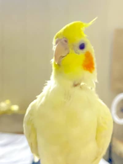 Trained Male cocktail + Two tamed Cocktail babies