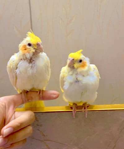 Trained Cocktail parrot for sale - 6 week old